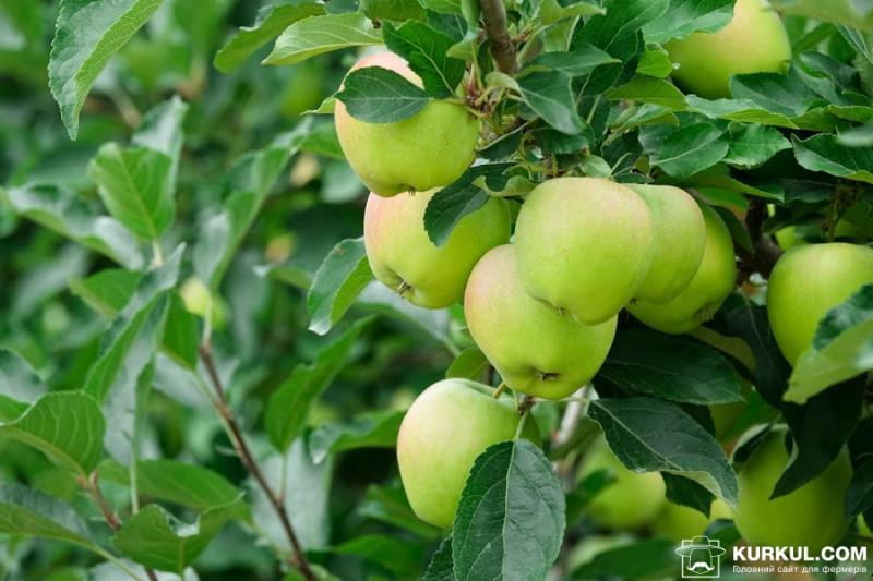  Запаси яблук у сховищах ЄС перевищують показники попереднього року