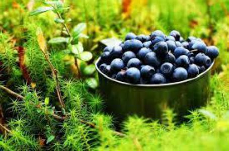 Генпрокуратура заблокировала товарные операции предприятий плодово-ягодной отрасли