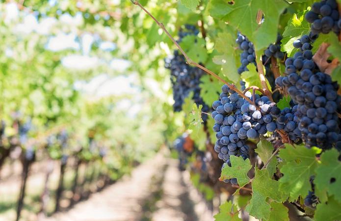  Садоводы просят расширить перечень винодельческих областей