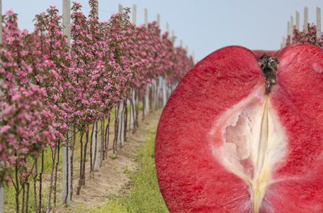 Яблуко з червоною м`якоттю стає світовим трендом