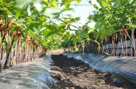 Вчені виростили виноград адаптований для північних областей