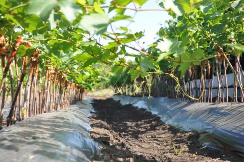  Вчені виростили виноград адаптований для північних областей