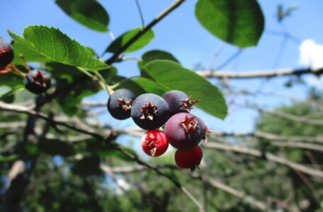 Ірга може стати конкурентом лохини на ринку ягід