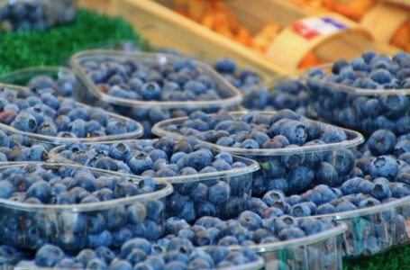 Урожай лохини зросте на 20% — прогноз