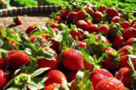 Фермери західних областей України втратили третину врожаю полуниці