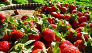  Фермери західних областей України втратили третину врожаю полуниці