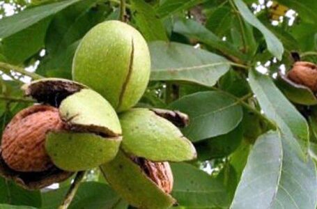 У Держреєстрі з’явились чотири нових низькорослих сорти горіха