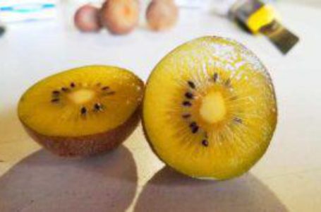 В Україні вивели новий сорт ківі