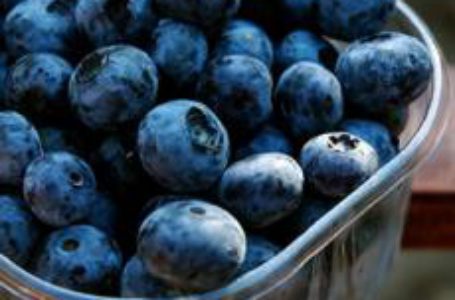 Ціна на лохину падатиме через високі обсяги виробництва