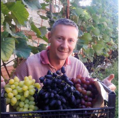  ГІД ДЛЯ ПОЧАТКІВЦІВ:  три секрети врожаю винограду Віталія Коваля