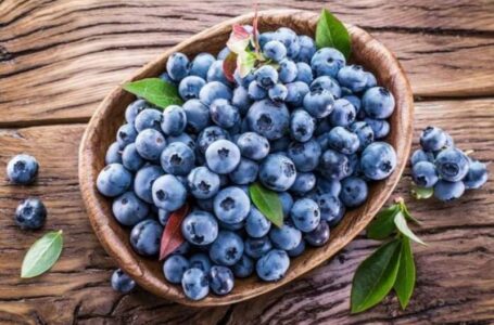 Першу українську лохину продають по 300 грн/кг