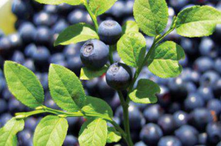 Волинські заготівельники ягід та грибів зобов`язані платити податки