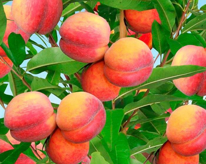  В Украине начался сезон уборки ранних сортов персика