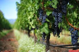  Фермеры Черниговщины рискнули высадить виноградники на севере Украины