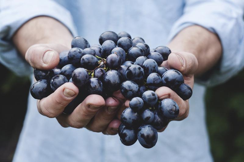  ДУМКА: Перші партії раннього вітчизняного винограду можуть бути збитковими