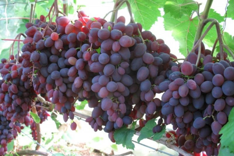  В Україні виводять нові сорти безнасінного винограду