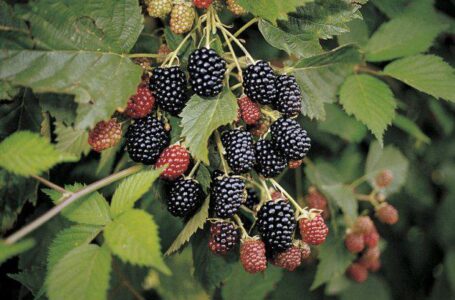 В липні на ринку ягід в Україні рекордсменом за зниженням ціни стала ожина