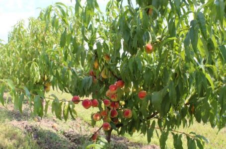 Волинський персиковий сад дав перші плоди