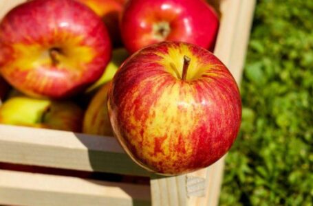 Попит на українське яблуко перевищує виробництво потрібних сортів