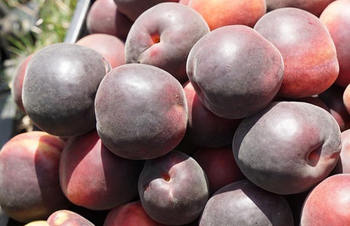  На Николаевщине выращивают уникальные черные абрикосы