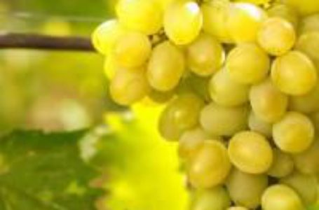 Аграрії Вінниччини планують збільшувати площі під виноградниками