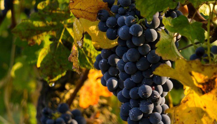  Експерт спрогнозував урожайність столового винограду