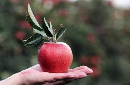 Кооперативи садівників утримують світову першість у експорті яблук