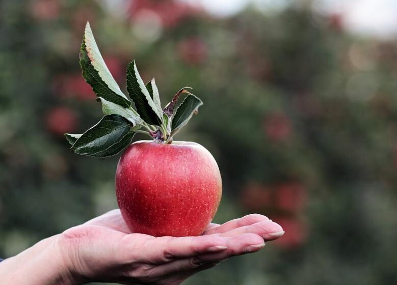  Кооперативи садівників утримують світову першість у експорті яблук