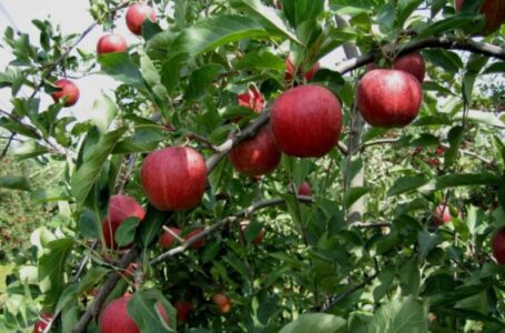 Первые яблоки сорта «Гала» в Украине продаются в 2-3 раза дороже, чем годом ранее