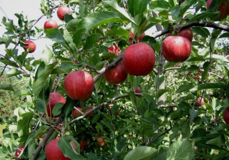  Первые яблоки сорта «Гала» в Украине продаются в 2-3 раза дороже, чем годом ранее