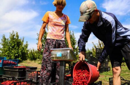 Найбільший в світі сад кизилу, що під Запоріжжям, збирається потішити рекордним врожаєм