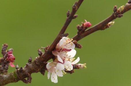 В ЄС площі під органічними фруктами зростуть на 30% за 2 роки