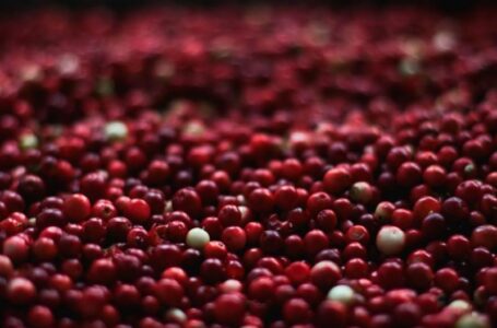 Українським фермерам порадили вирощувати журавлину