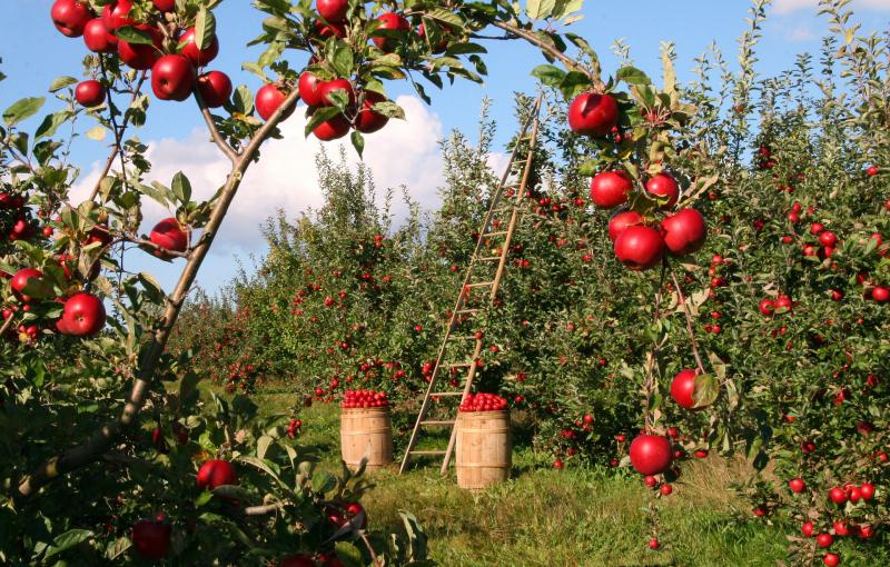  ПРОГНОЗ: Садівники зберуть близко 800 тис. тонн яблук