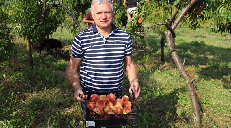  На Львівщині фермер вирощує 36 сортів персиків