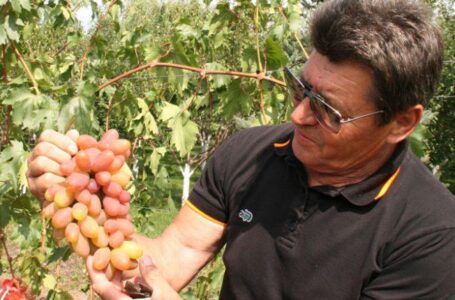 Виноградна зона України істотно змістилась на північ