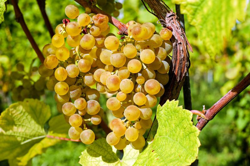  Цього року дуже низька рентабельність виробництва винограду, – думка експерта