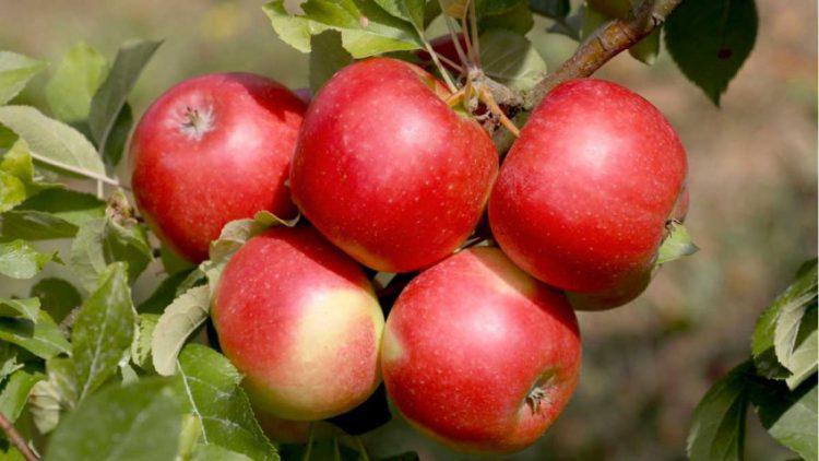  Украина и Молдова попали в топ-20 стран по увеличению объёмов экспорта свежего яблока