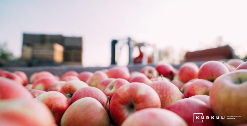  Експерти прогнозують зниження ціни на яблука
