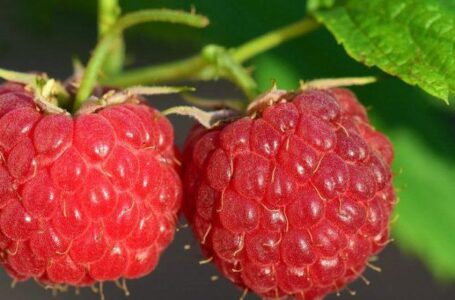 Ціни на пізню малину зросли на 40%