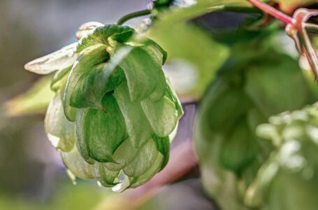 В Украине узаконят хмелепродукты