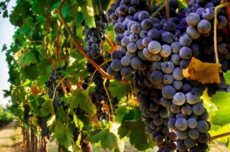 На Вінниччині відроджують традиційне виноградарство над Дністром