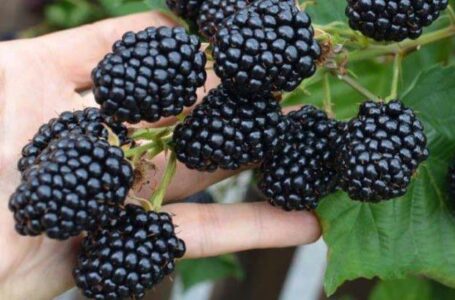 В Україні зареєстрували новий сорт ожини