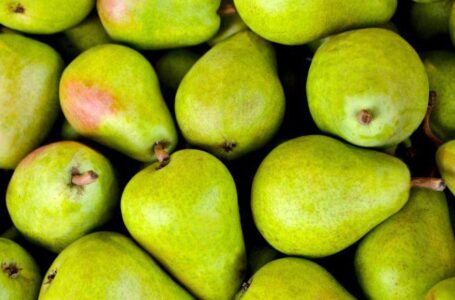 Садівник назвав найпопулярніші сорти груші в Україні