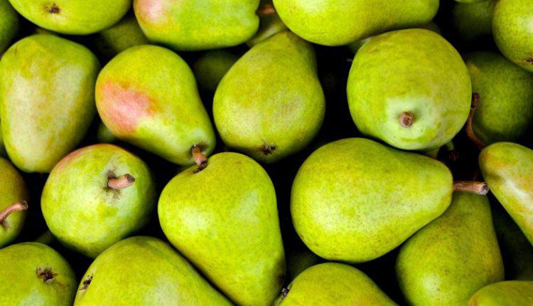  Садівник назвав найпопулярніші сорти груші в Україні