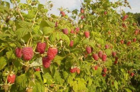 Найбільша в Україні плантація органічної малини знаходиться на Полтавщині