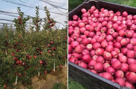 Во Франции впервые убран урожай яблок сорта Сноу