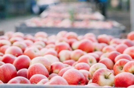 Експертка назвала найбільші проблеми українських садівників