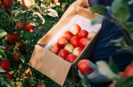 В Україні очікується зростання ціни на яблука