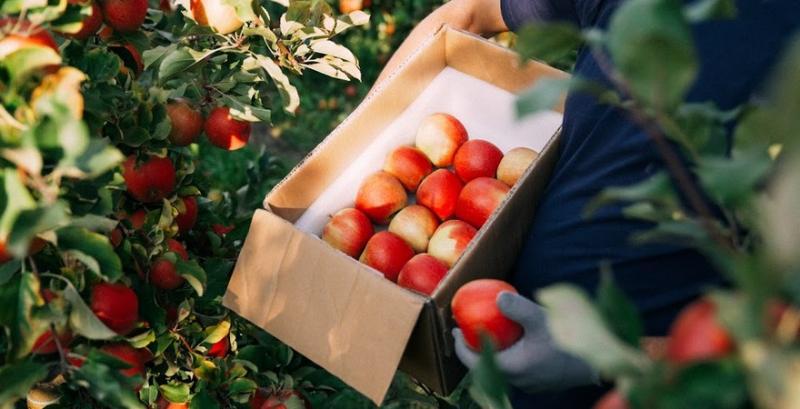  В Україні очікується зростання ціни на яблука